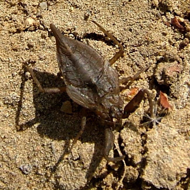 Water Scorpion