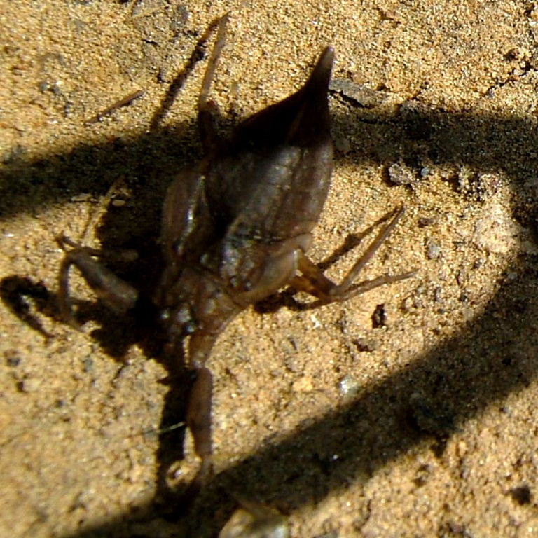 Water Scorpion