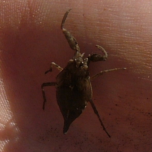 Water Scorpion