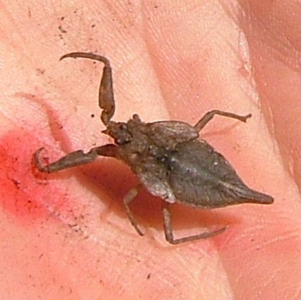 Water Scorpion