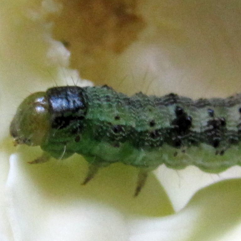 caterpillar in cabbage