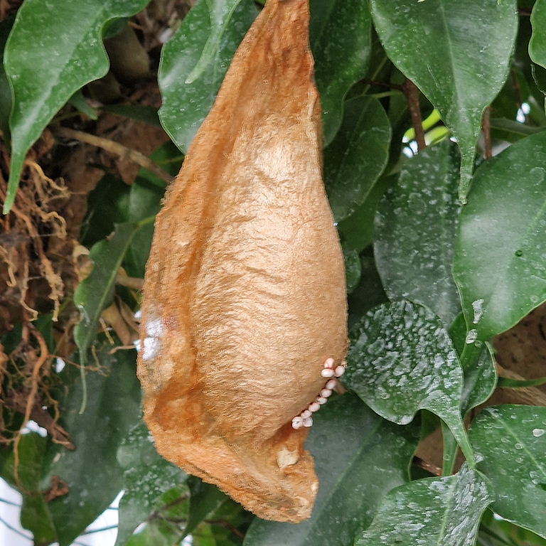 Atlas moth caterpillar cocoon