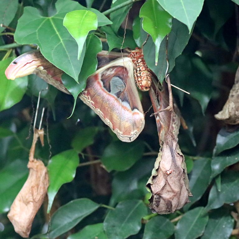 Atlas moth caterpillar cocoon