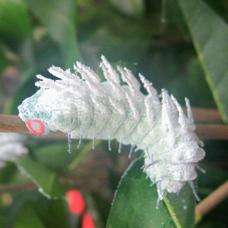 Atlas moth caterpillar
