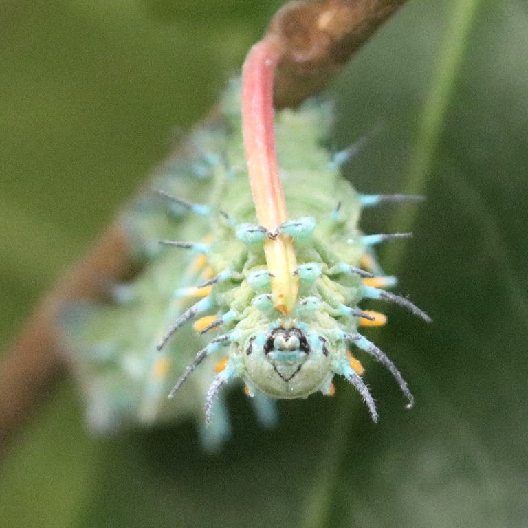 Atlas moth caterpillar