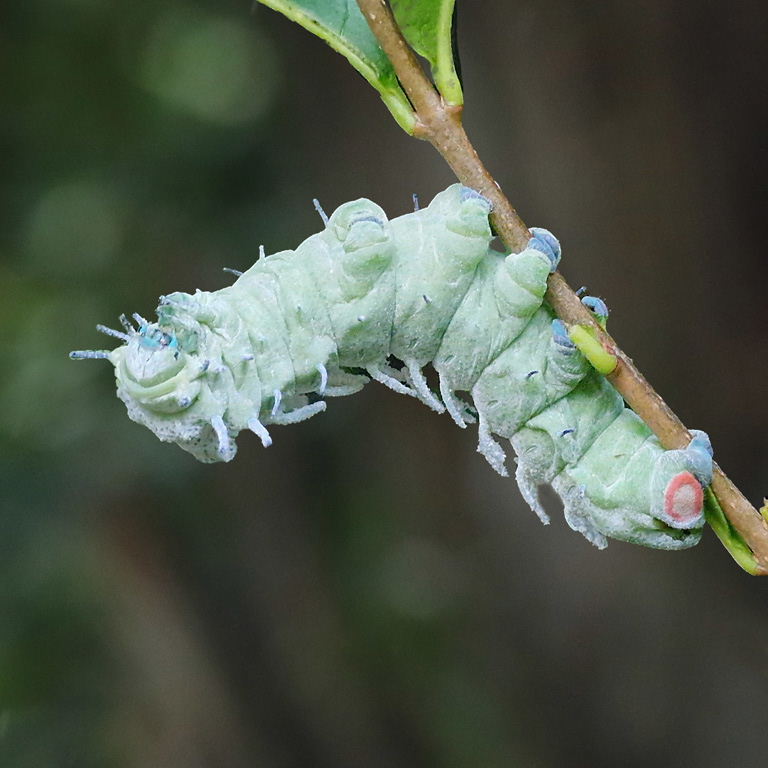Atlas moth caterpillar