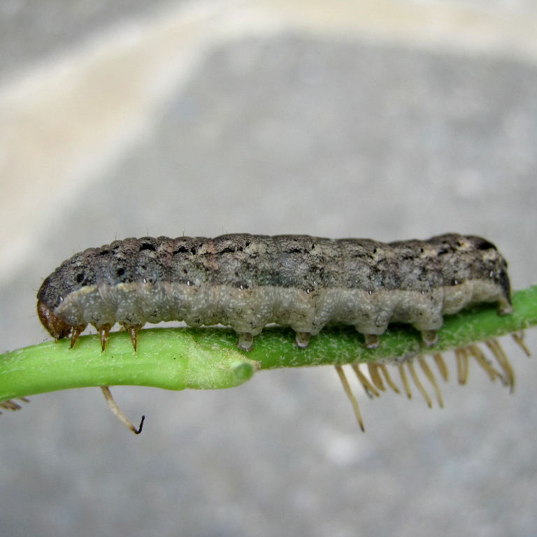 Cabbage Moth caterpillar