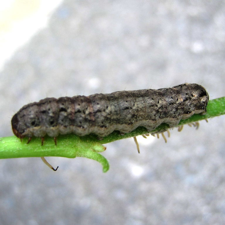 Cabbage Moth caterpillar