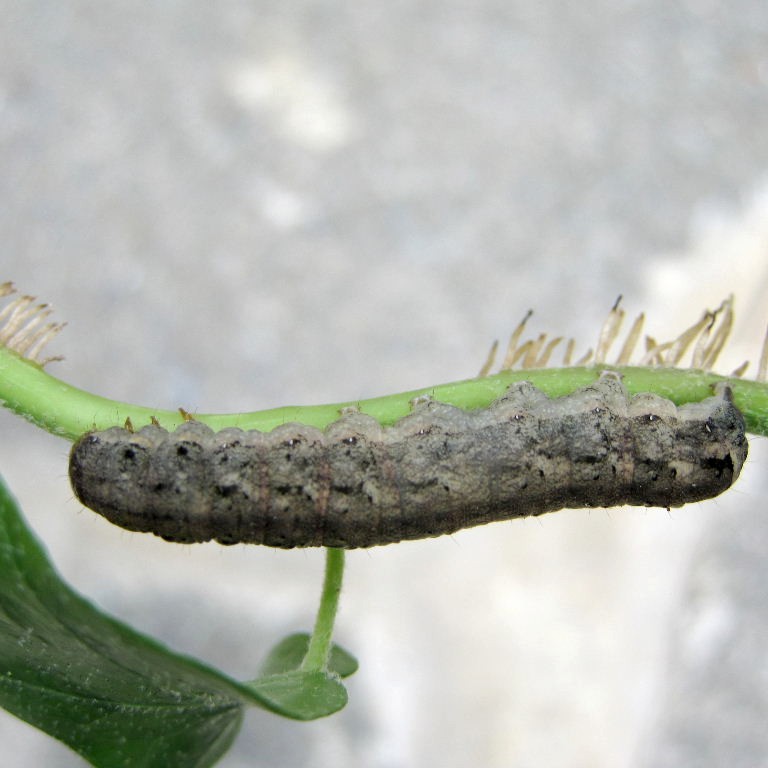 Cabbage Moth caterpillar
