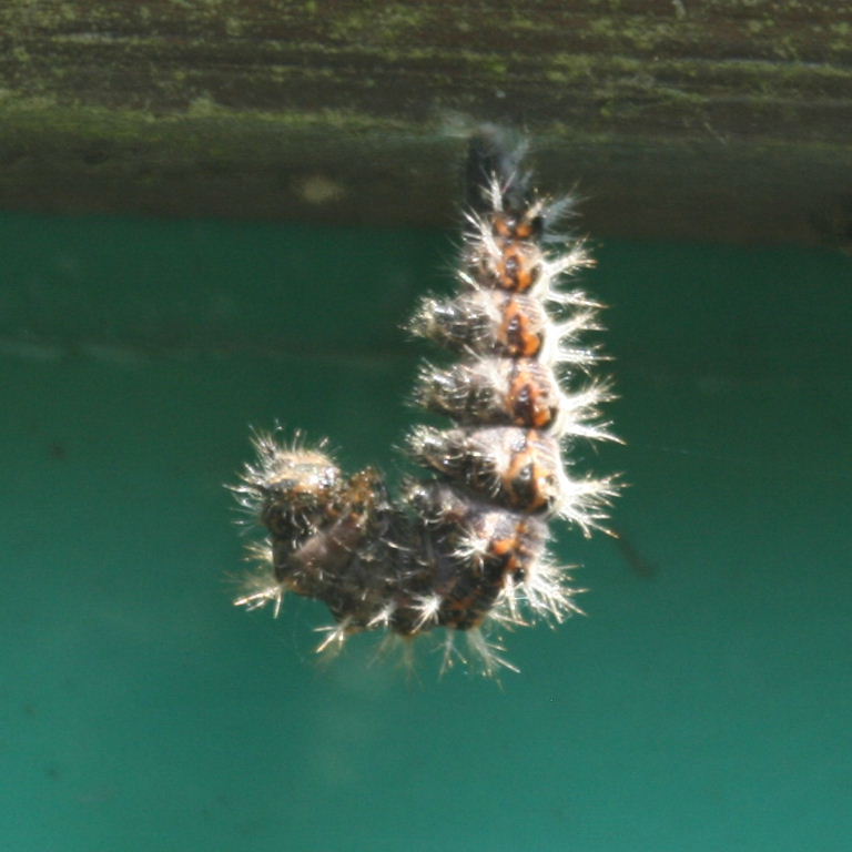 Comma Butterfly caterpillar