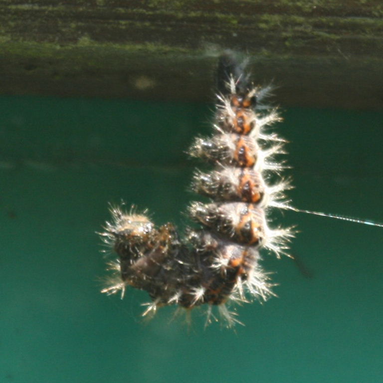 Comma Butterfly caterpillar