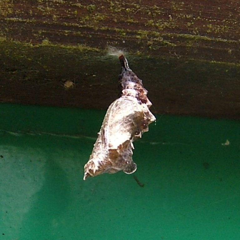Comma Butterfly pupa