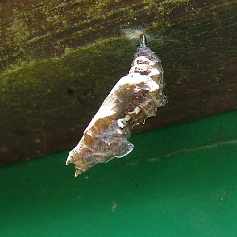 Comma Butterfly pupa