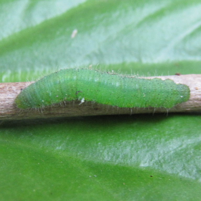 Green-veined White butterfly caterpillar