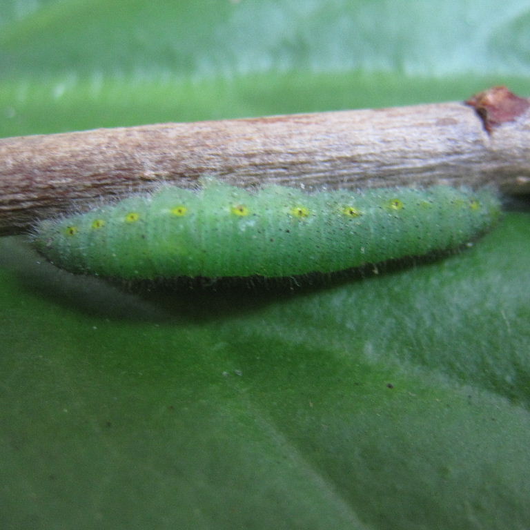 Green-veined White butterfly caterpillar