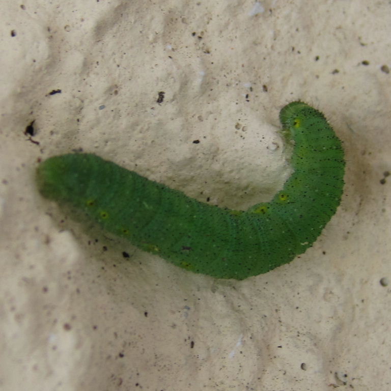 Green-veined White butterfly caterpillar