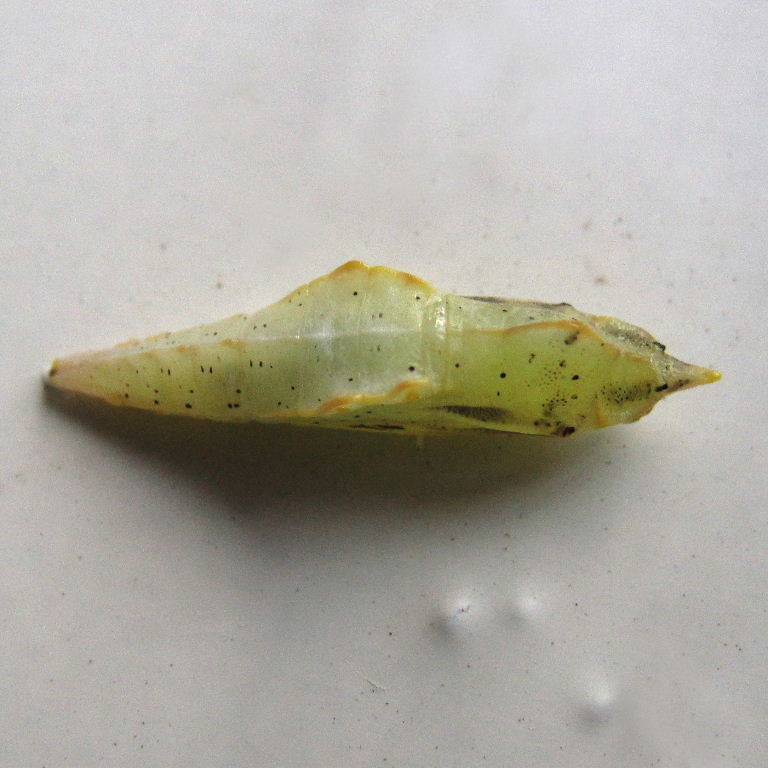 Green-veined White butterfly chrysalis