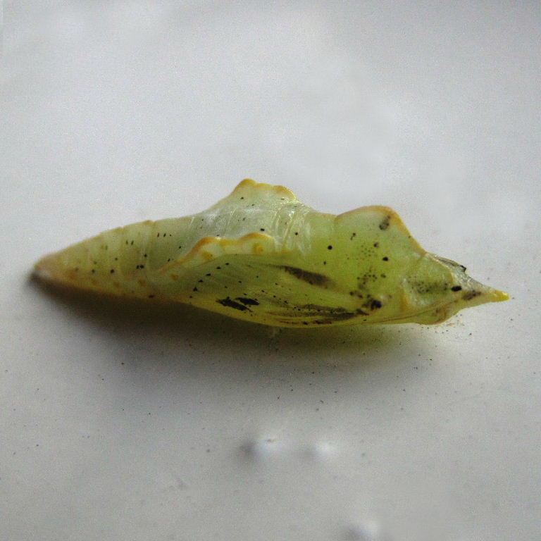 Green-veined White butterfly chrysalis