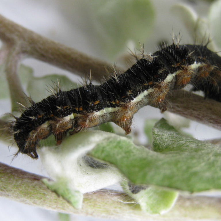 Painted Lady caterpillar