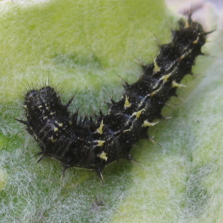 Painted Lady caterpillar