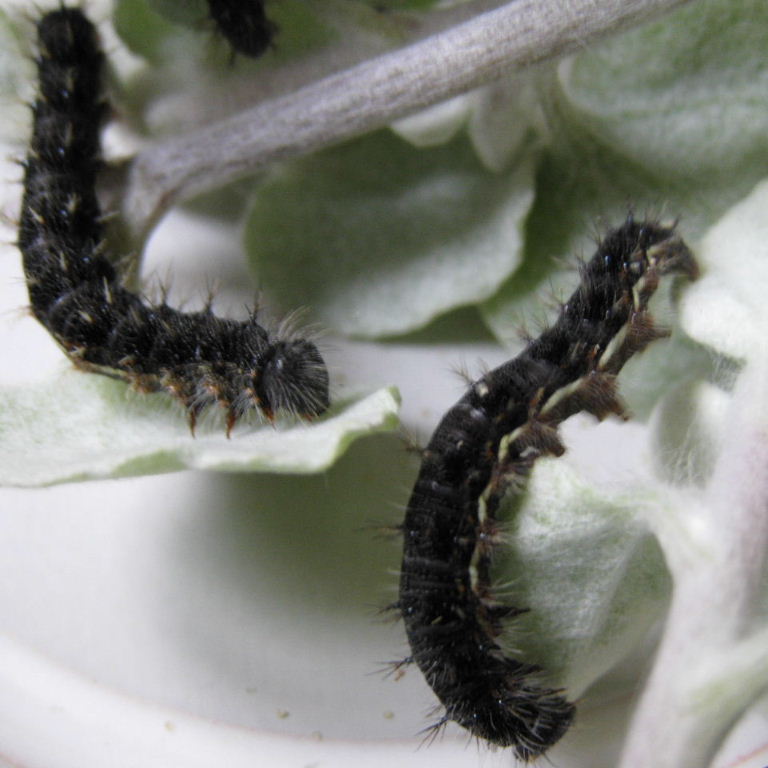 Painted Lady caterpillar