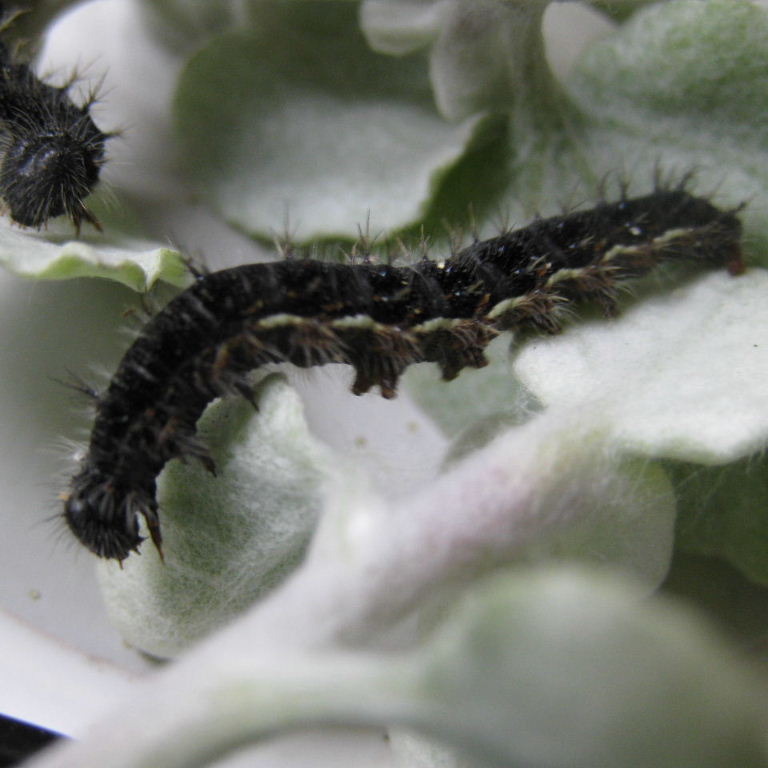 Painted Lady caterpillar