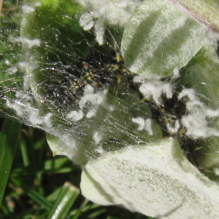 Painted Lady caterpillar tent