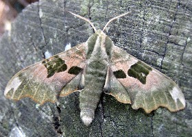 Lime Hawk-moth