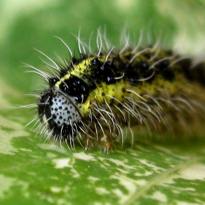 Large White butterfly caterpillar head