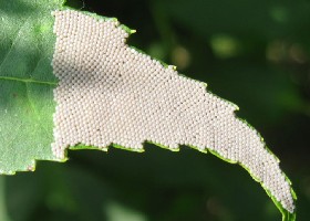 Large Yellow Underwing Moth eggs