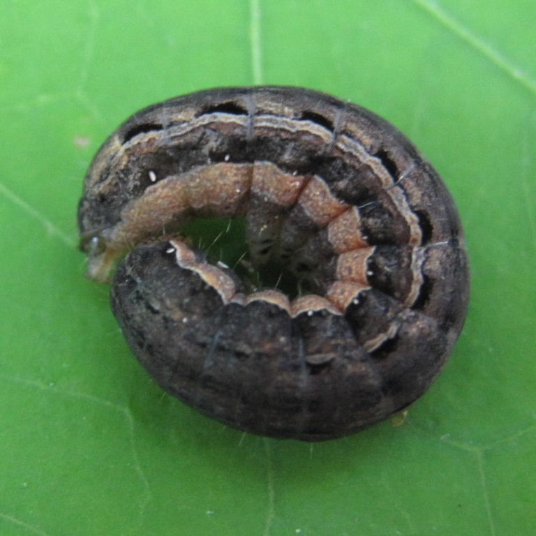 Large Yellow Underwing Caterpillar