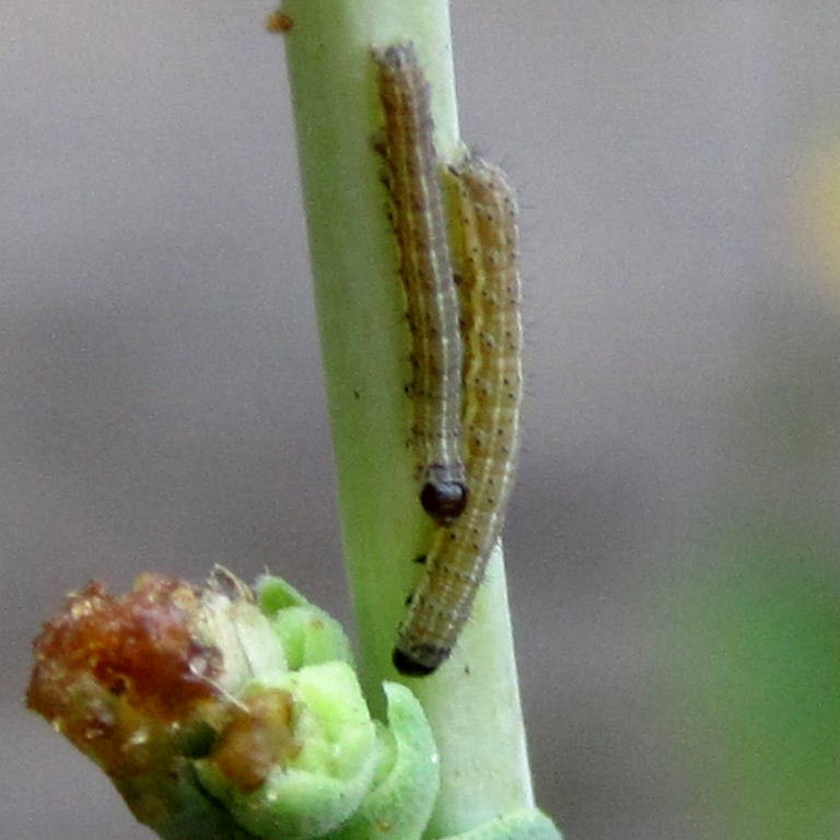 possibly small quaker caterpillars