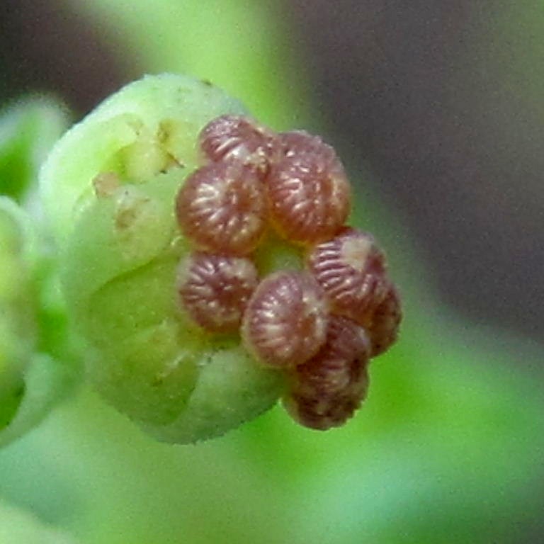 possibly small quaker eggs