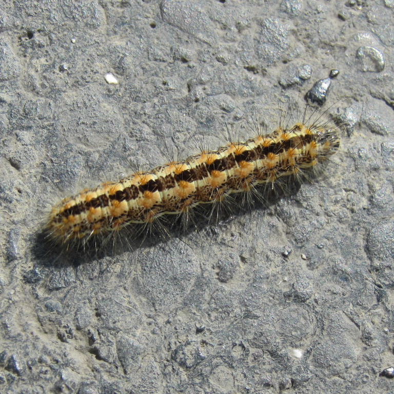 Reed Dagger caterpillar