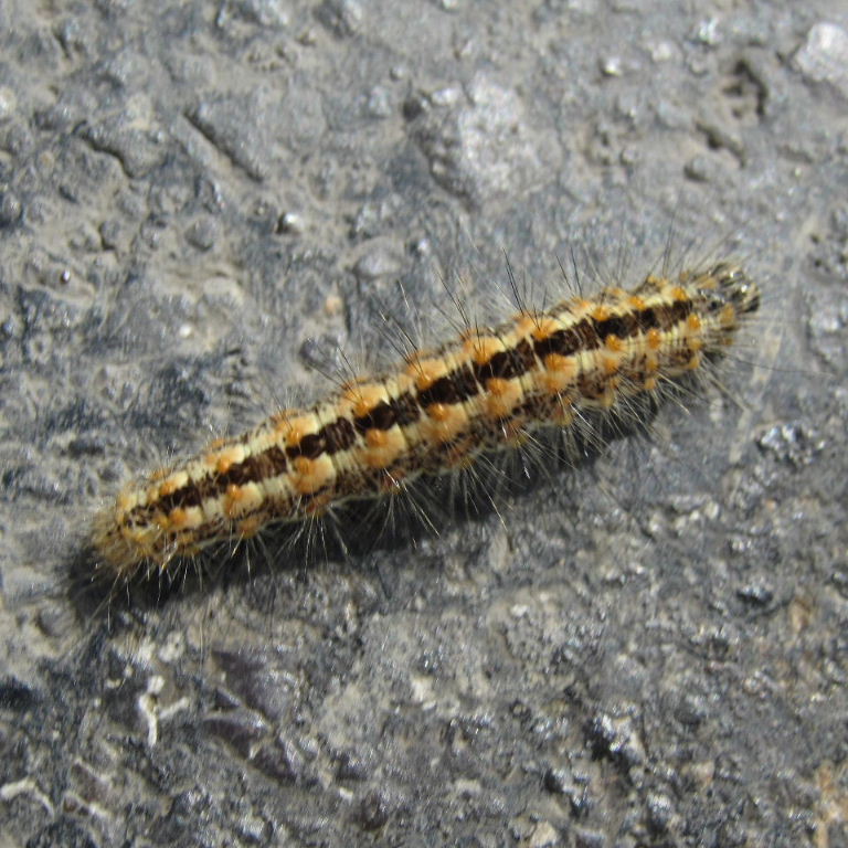 Reed Dagger caterpillar