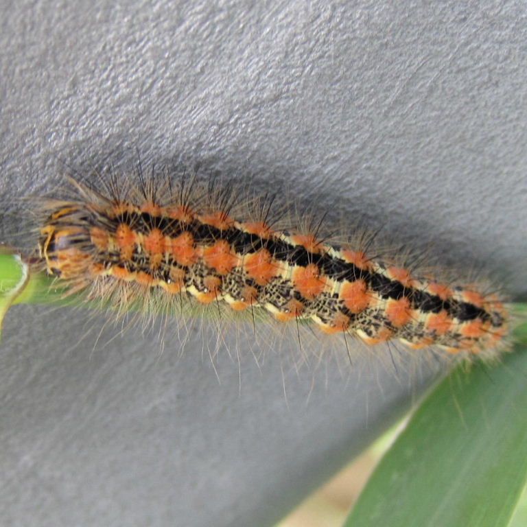 Reed Dagger caterpillar
