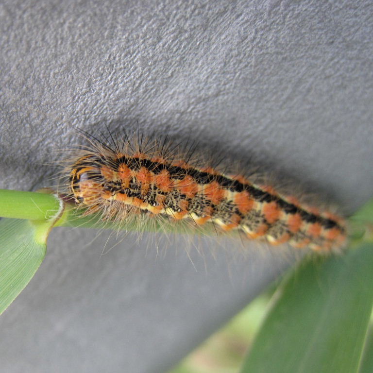 Reed Dagger caterpillar