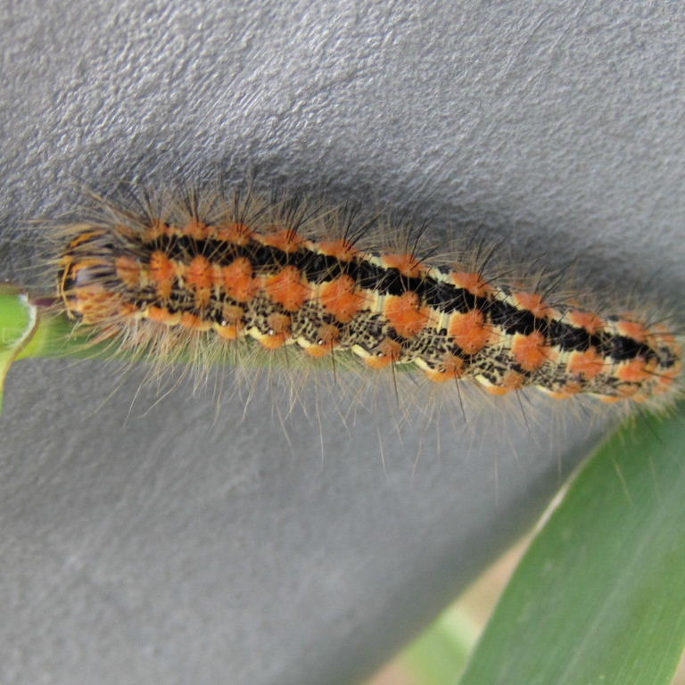 Reed Dagger caterpillar