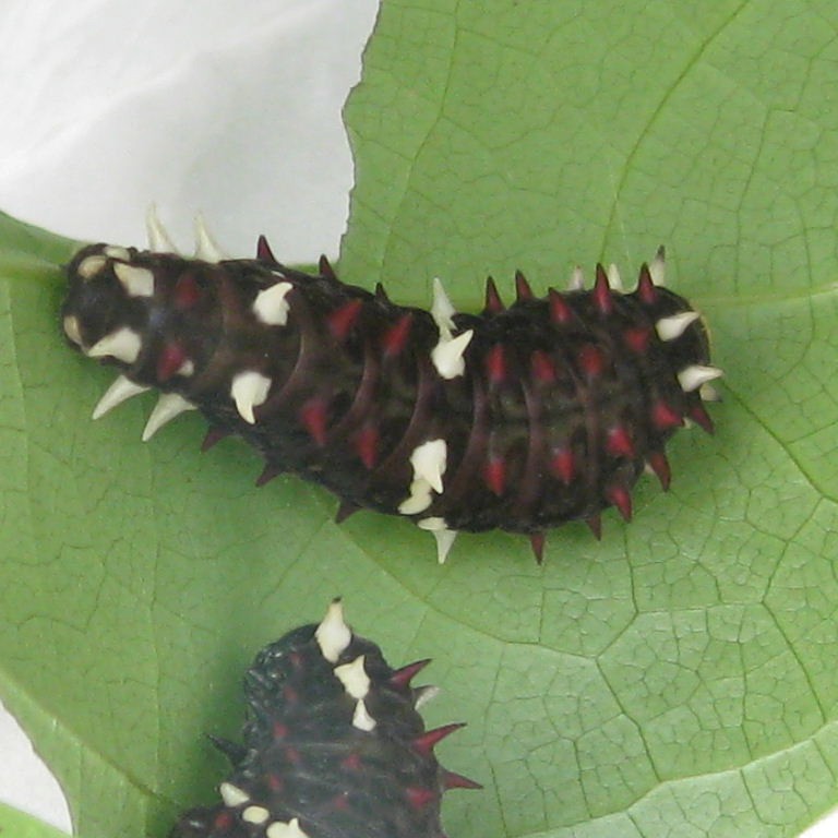 Pink Cattleheart Caterpillar