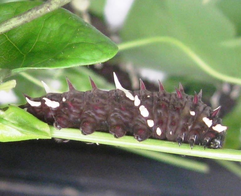 Pink Cattleheart Caterpillar