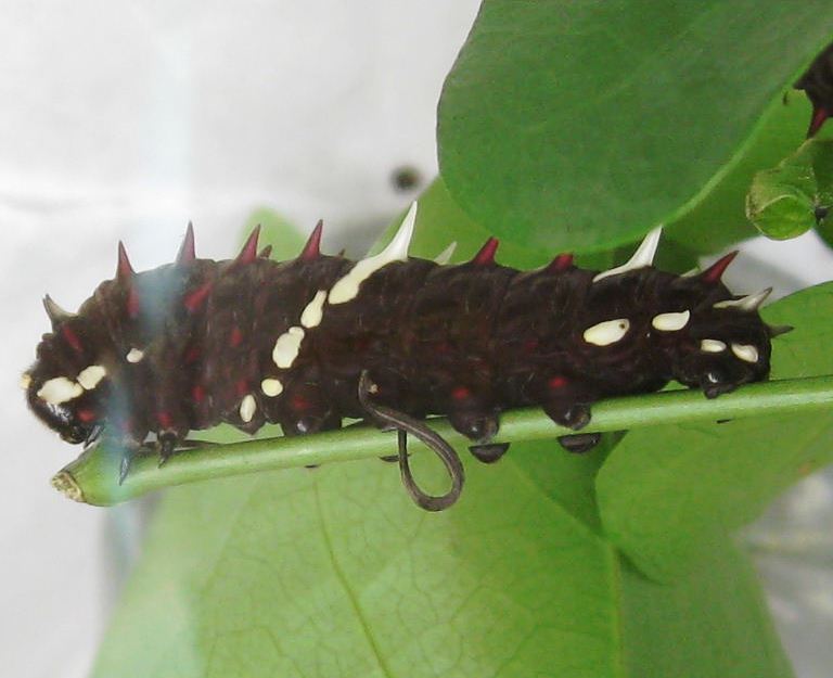 Pink Cattleheart Caterpillar