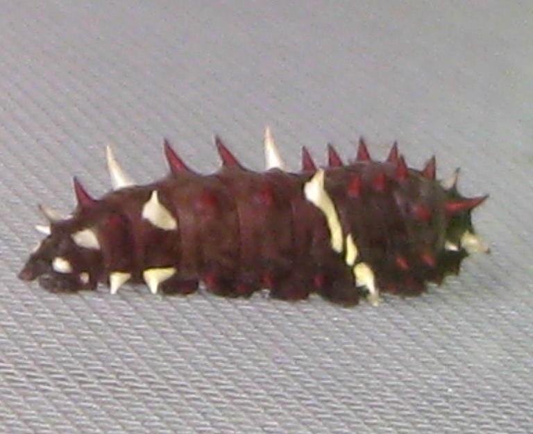 Pink Cattleheart Caterpillar