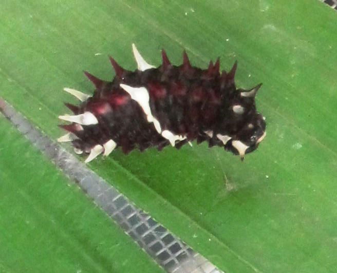 Pink Cattleheart Caterpillar