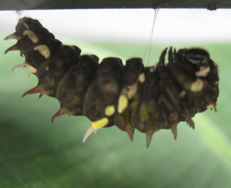 Pink Cattleheart Caterpillar pupating
