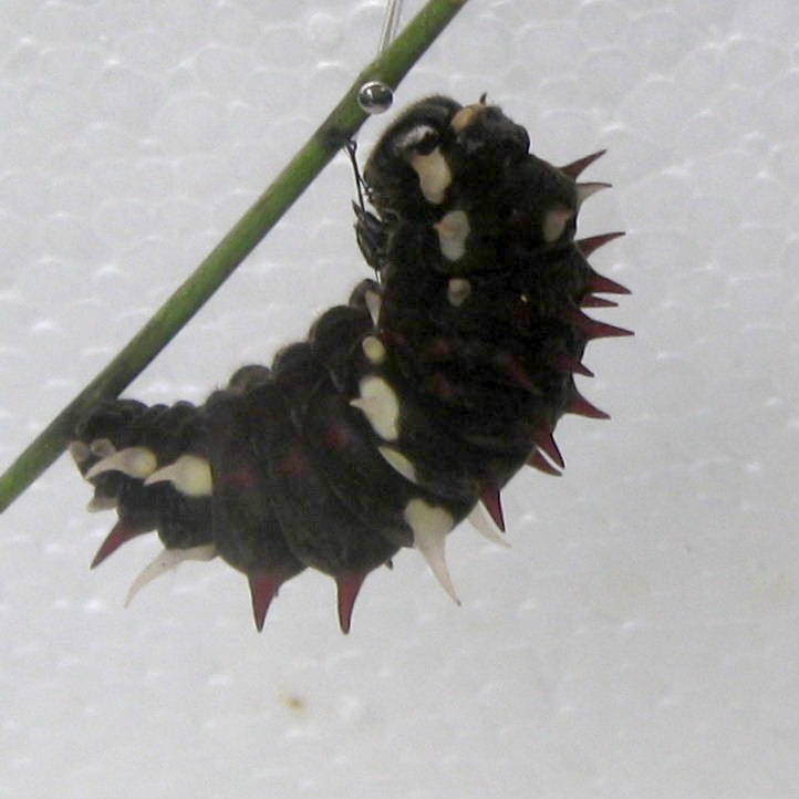 Pink Cattleheart Caterpillar pupating