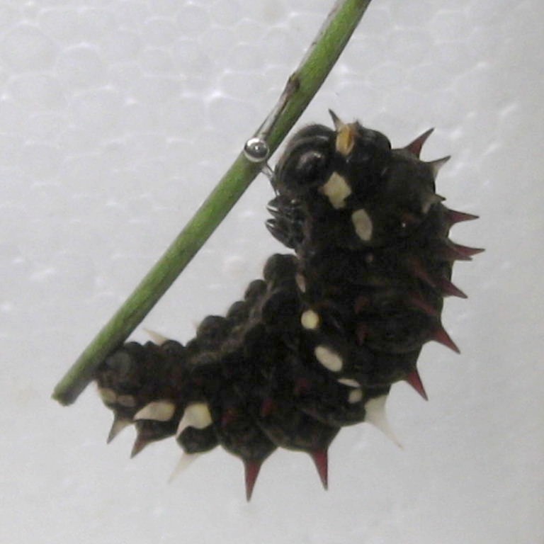 Pink Cattleheart Caterpillar pupating