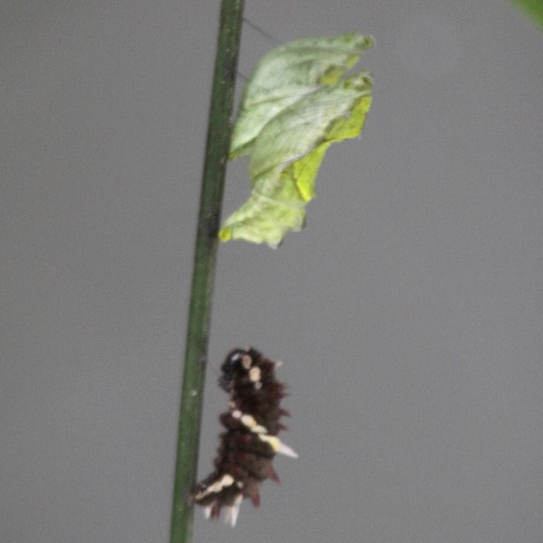 Pink Cattleheart Caterpillar pupating
