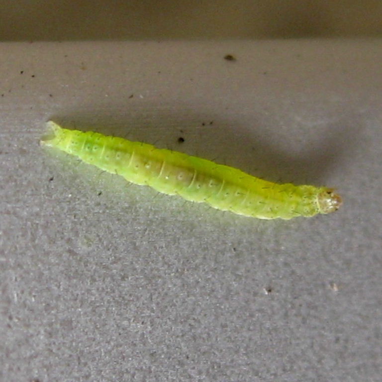 Diamond-back Moth caterpillar