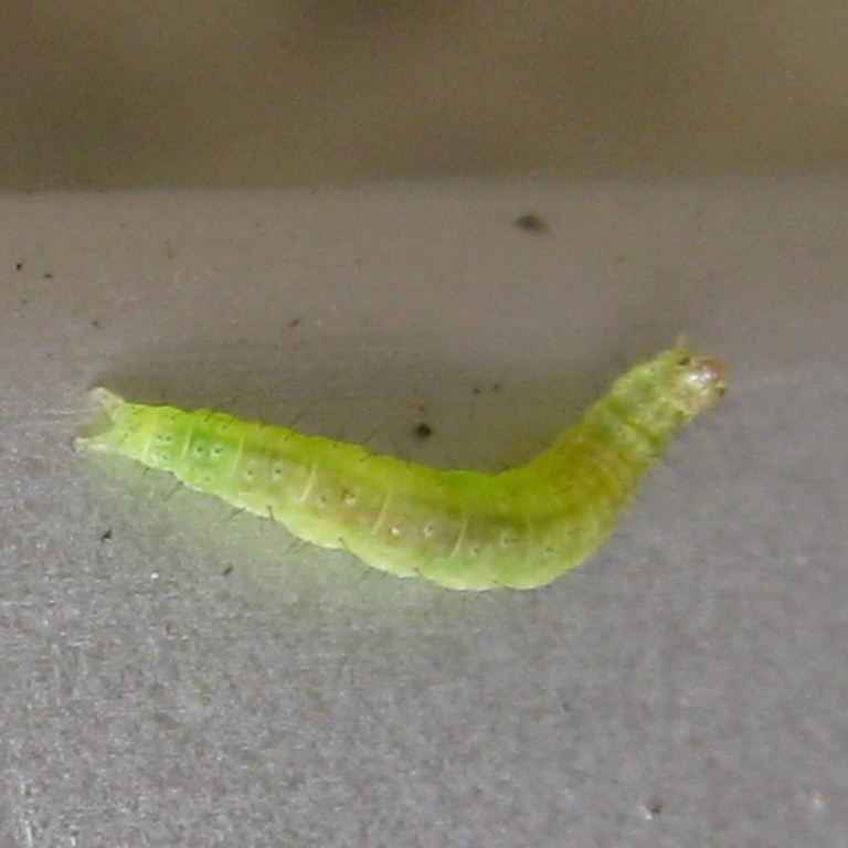 Diamond-back Moth caterpillar