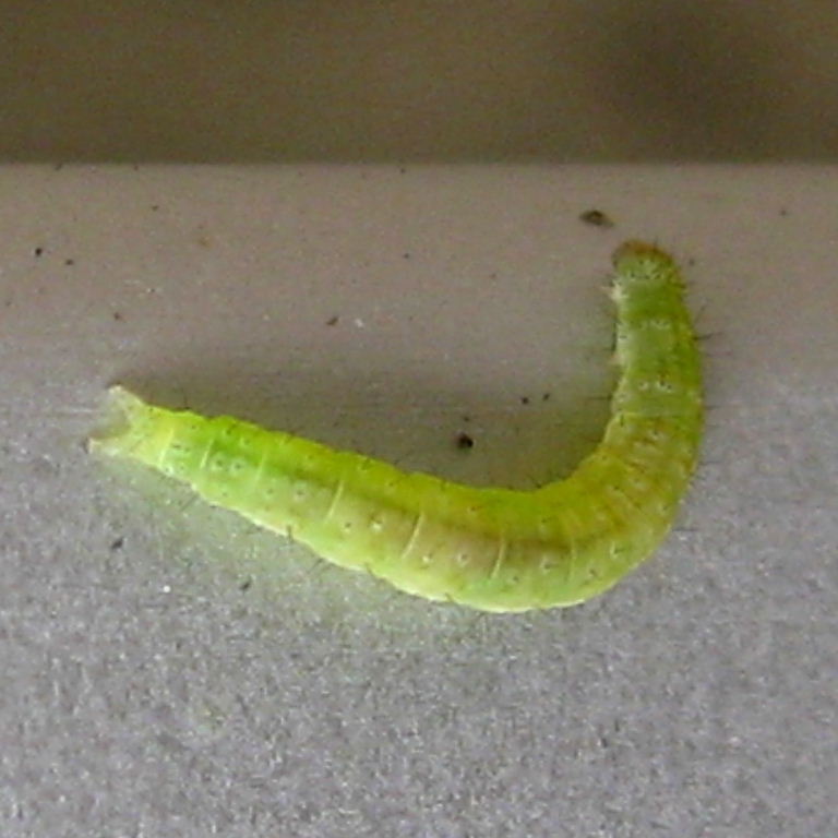 Diamond-back Moth caterpillar